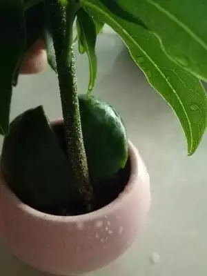 屬豬的人養什麼花旺財，屬豬女人的招財花圖片