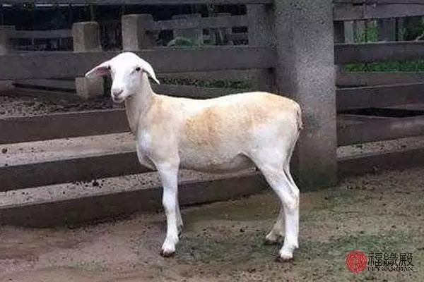 1年屬羊的婚姻怎麼樣，91屬羊人三大劫2022
