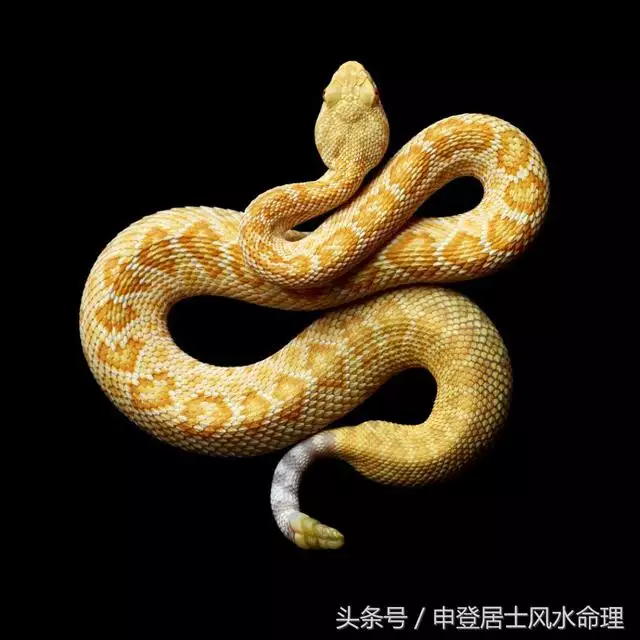 生肖鼠配對生肖猴，92年屬猴和96年屬鼠