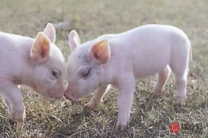 6、数猪和数鼠要什么属相小孩好:属猪和属鼠生什么属相的孩子好？