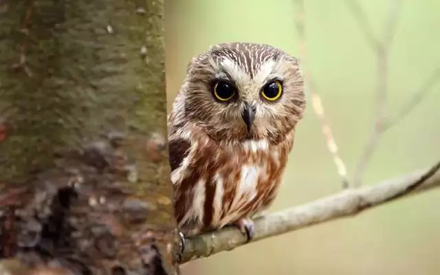 022年哪些人有姻緣,2022年桃花運最旺生肖"