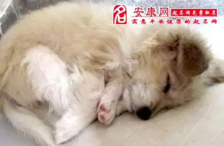 2、狗死對家運有何徵兆:家裡狗死了風水怎麼樣？