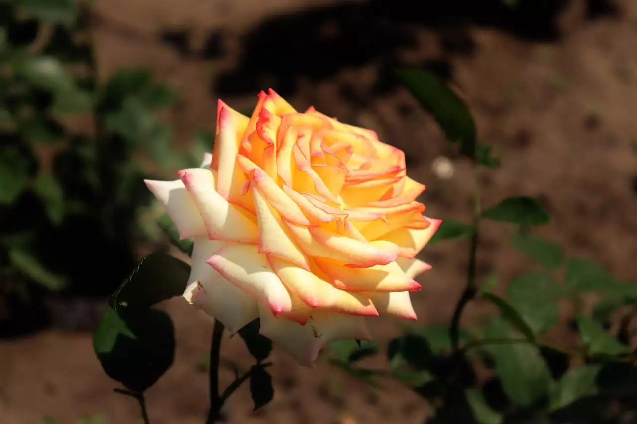 3、一把香燃燒后像開的花:燒香香灰形狀向花一樣