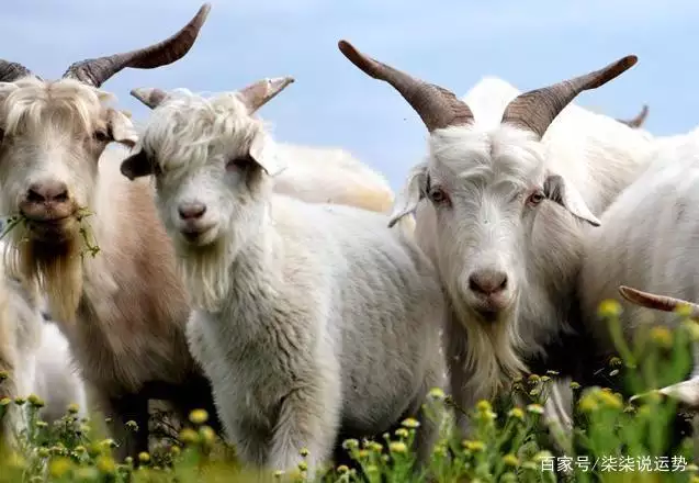 屬羊的貴人屬什麼更好，男屬羊女屬馬的婚姻好不好