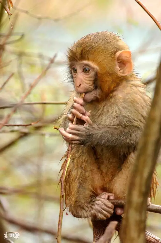 屬猴的偏財運在哪個方向，2022 屬猴的運勢和財運