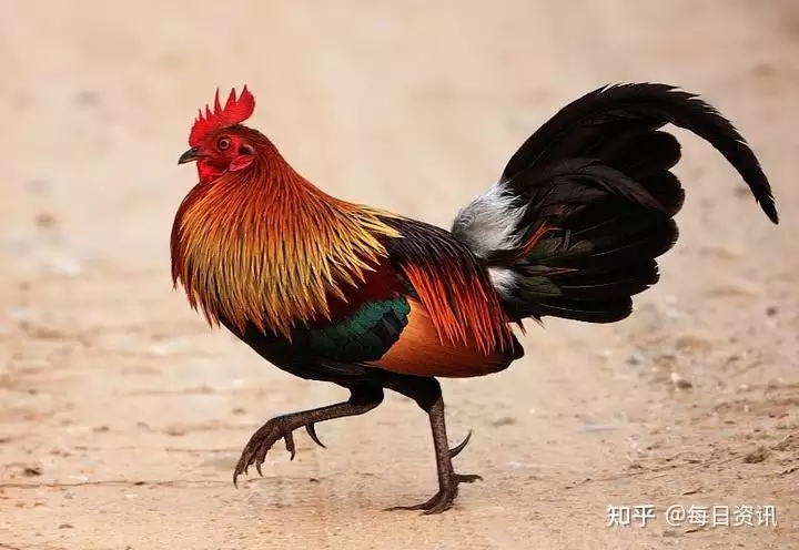 022年屬雞的全年運程，69年雞2022年每月運勢"