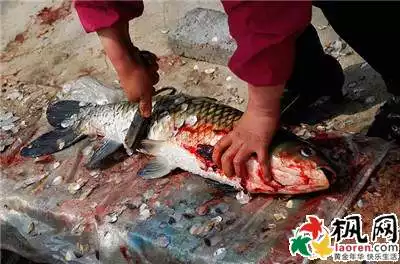 2、男人夢見抓魚,大難臨頭:為什麼男人夢見抓魚會大難臨頭？