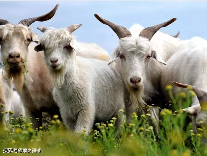 屬羊時辰出生更好命,1991年屬羊的更佳配偶