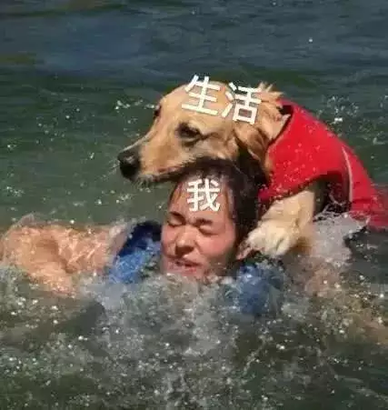 牛馬真的不能在一起嗎，牛和馬能不能在一起共事