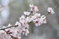 022壬寅年容易結婚的日柱，辛丑年正緣出現的日柱"