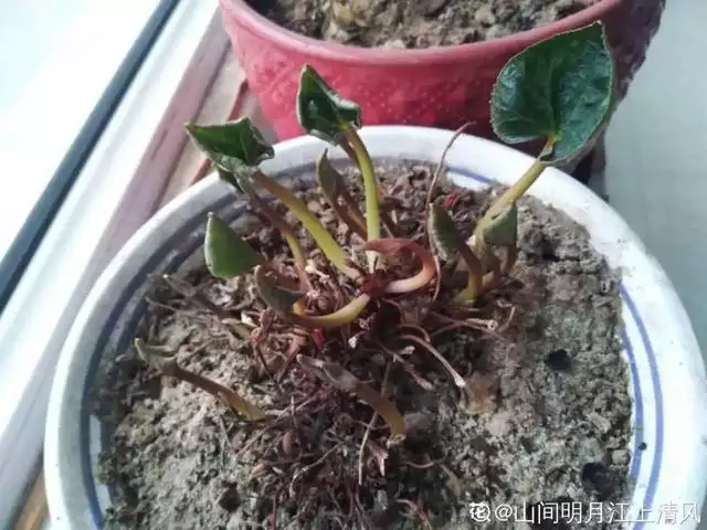 幾月的雞是爛雞，春天出生的雞好不好