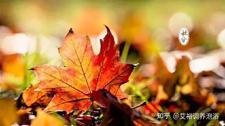 4、属什么:是属什么