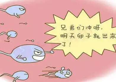 1、年备孕生男孩几率大:如何备孕才能怀上男孩，怎么备孕可以调理提高几率的？