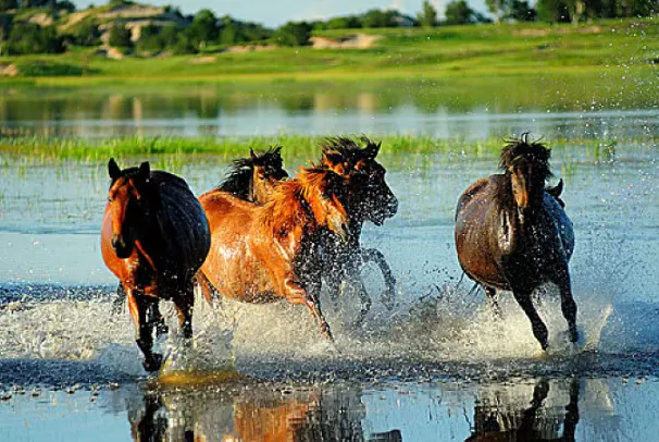 3、年屬馬什麼時候開始走運:年屬馬31歲運氣