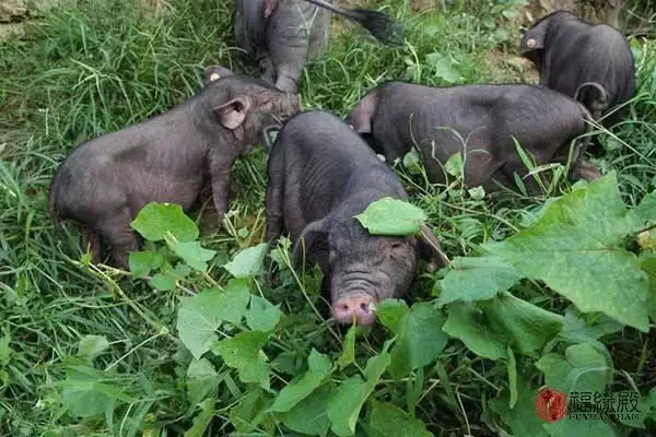 995年属猪女婚配禁忌，95猪和00龙女相配吗"