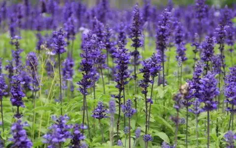 6年虎女本命年運勢,屬虎本命年很旺"