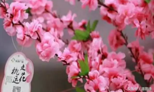 兔子代表桃花運，兔生肖的桃花運