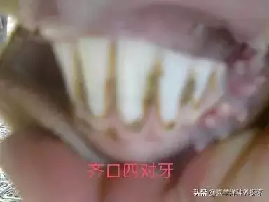 羊6個牙是幾歲，羊多長時間扎牙