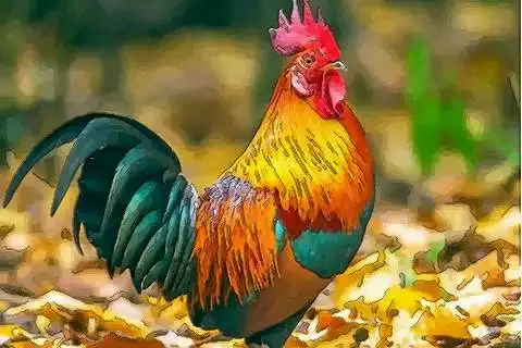 5、属鸡年运势:年属鸡人的全年运势