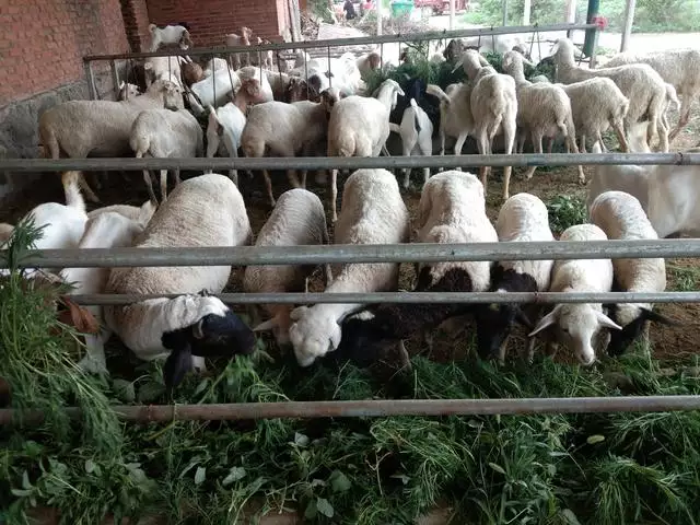 母羊裏面溫度高，羊晚上適應溫度是多少