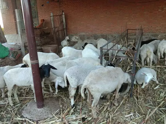 母羊裏面溫度高，羊晚上適應溫度是多少