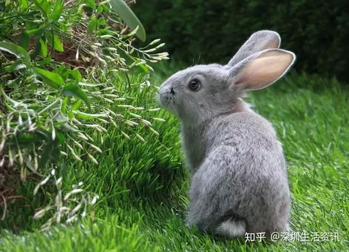 5年兔2022年運勢,2022年生肖兔運勢詳解"