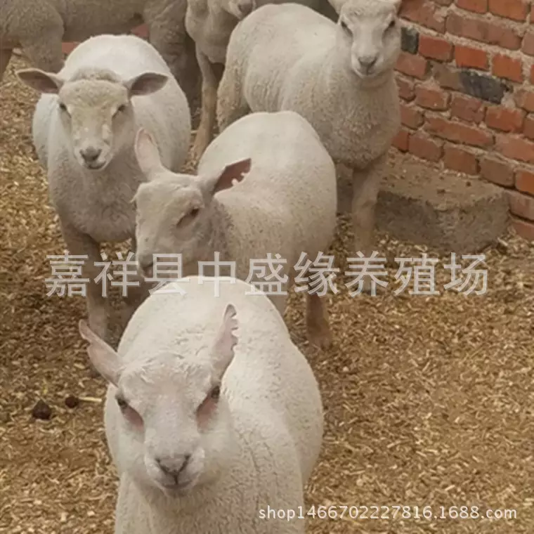 5年羊多少歲,1955年生的羊2022