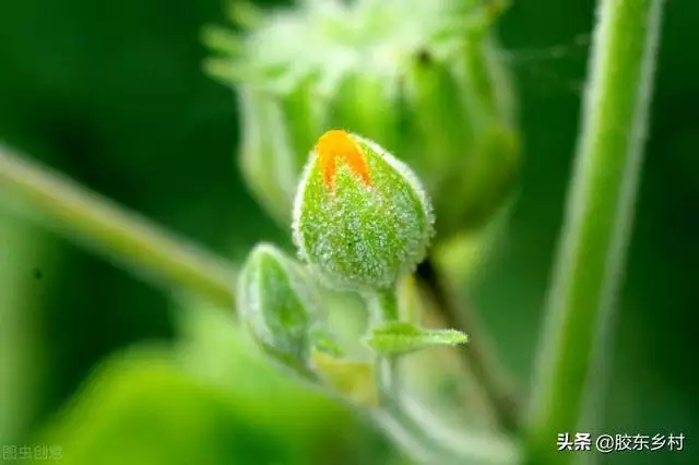 022年不生几月虎，2022年虎年生子不宜几月"