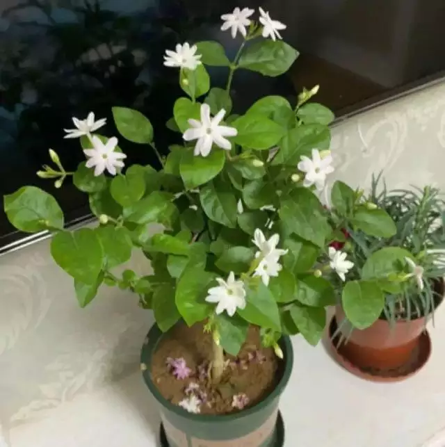 998屬虎最忌幾月出生，1998年屬虎人一生命運"