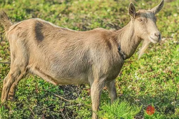 1年属羊男一生婚姻，属羊人2022