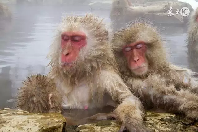 990属马几月命苦,1990属马一生大劫年"