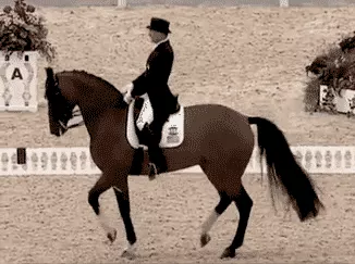 為什麼說馬遇狗更富有，78年馬和82年狗合財不