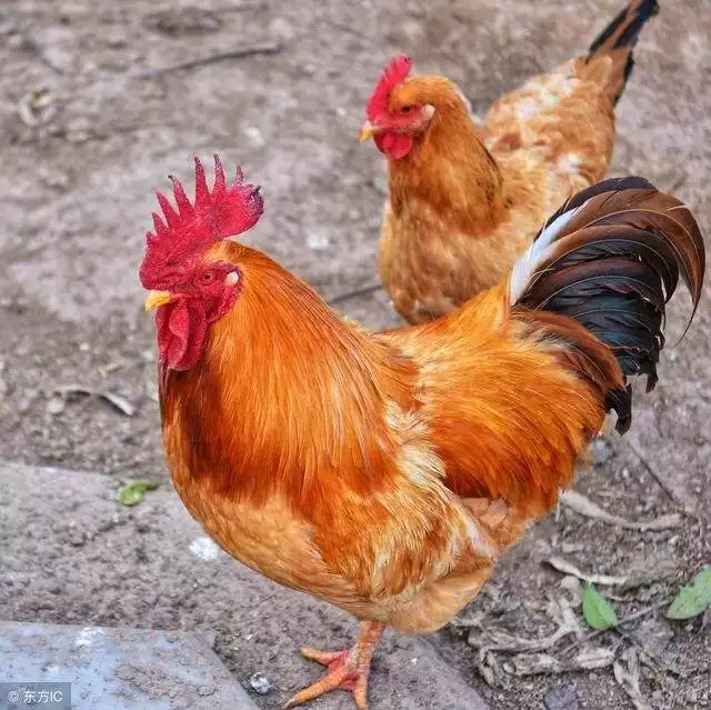 屬雞和哪個屬相最合財,屬雞最合財的生肖是什麼