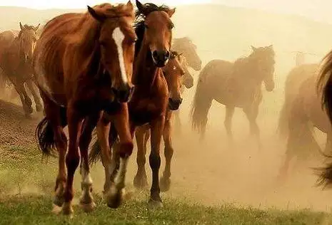 1978年属马二次婚姻在几岁，属马1978年四十以后命