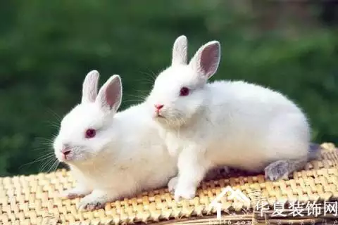 5、夫妻俩都属兔和什么属相最配:属兔的人和什么属性的人做配偶最合适