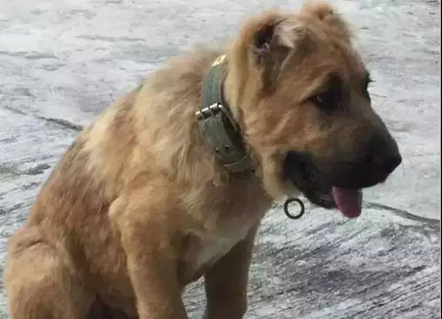 1、羊狗一窝必定富是真的吗:狗狗能吃羊肉吗？