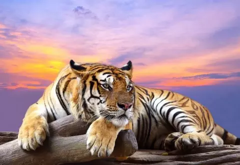 2、74年屬虎女一生壽命:年屬虎人一生幸運数字