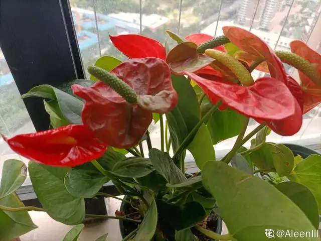 寓意吉祥好兆頭的圖片，象徵富貴吉祥的圖片