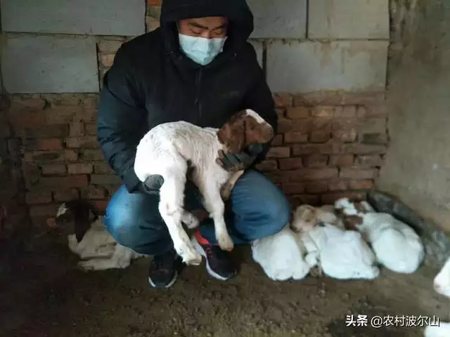 9歲羊死定了,出軌就死定了"