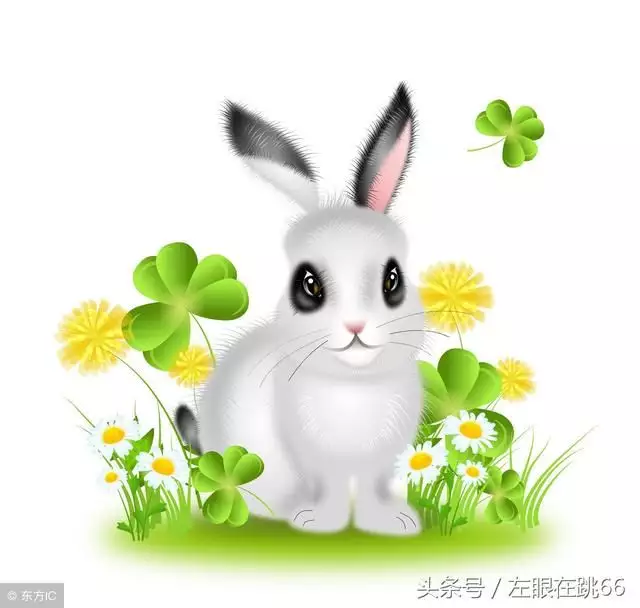 8、属兔的吃兔肉运势好:兔年，属兔的能不能吃兔子肉？