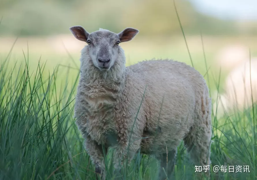 2、属羊双鱼座年运势:双鱼座、属羊、运势