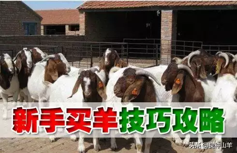 買羊看牙口圖片,房子圖片大全