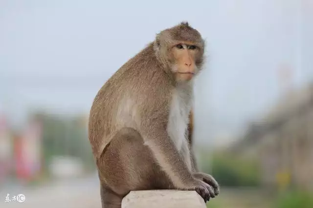 8年的猴今年下半年運勢如何，2022