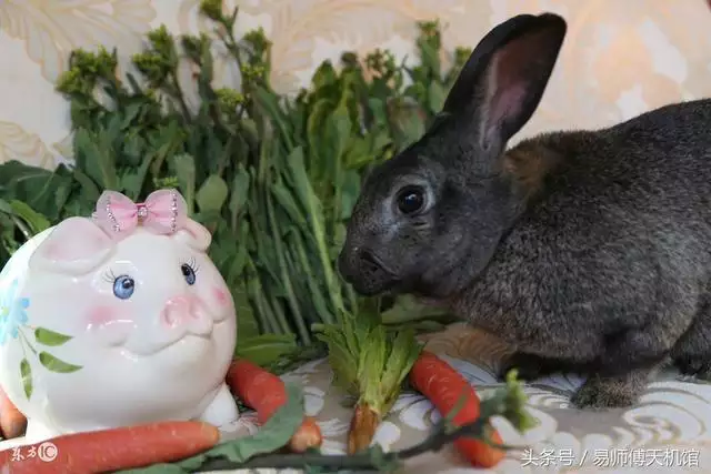 975属兔人2022年运势，75年属兔47岁有一灾"