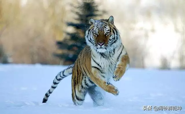 9年屬雞今日運勢明日運勢,1969年屬雞未來10年運勢"