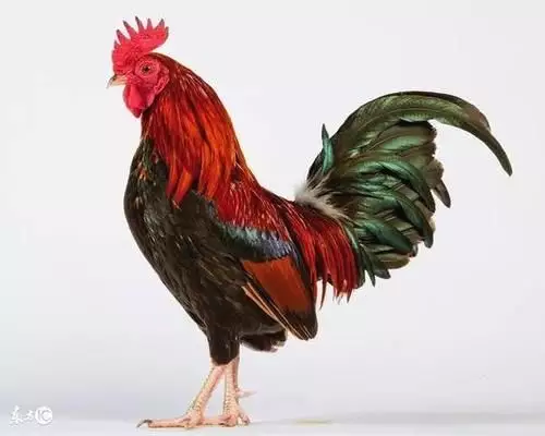 4、年属鸡运势:年属鸡人年的命运
