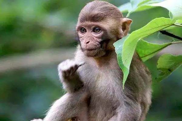 022年1980屬猴貴人，1980年的猴在2022年"