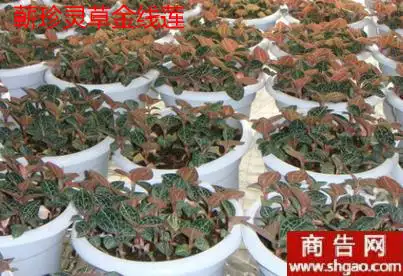 4、懶人種植十大緊缺藥材:中國三十大緊缺藥材