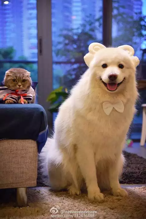 4、屬狗和屬猴相配嗎:屬狗和屬猴相配嗎？