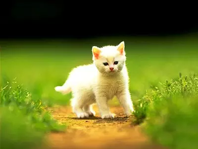 1、猫石对话本周运势:猫石对话运势怎么查看对应的星座